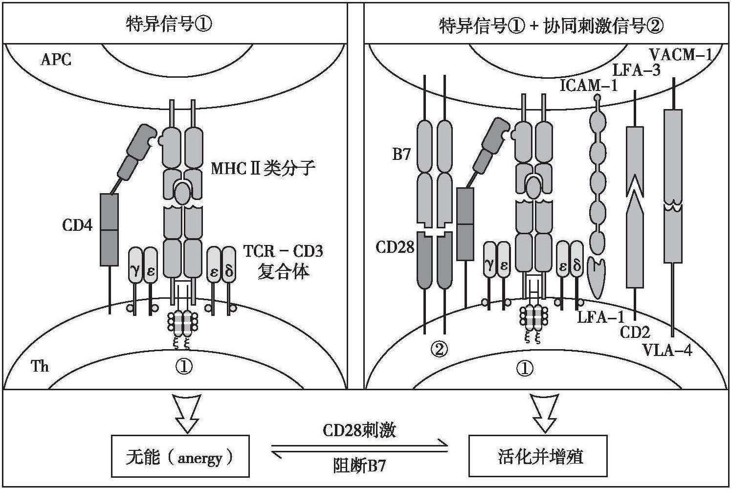 二、T淋巴細(xì)胞介導(dǎo)的細(xì)胞免疫應(yīng)答